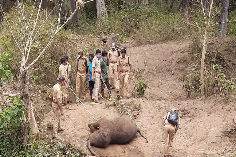 വയനാട് വന്യജീവി സങ്കേതത്തിൽ ചരിഞ്ഞ കുട്ടിയാനയുടെ ജഡം സംസ്കരിച്ചു  ചരിഞ്ഞ കുട്ടിയാനയുടെ ജഡം സംസ്കരിച്ചു  കുട്ടിയാന  വയനാട് വന്യജീവി സങ്കേതം  Wayanad Wildlife Sanctuary  Elephant body was buried