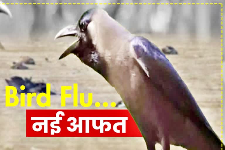 Bird Flu Panic in Rajasthan, Cuckoo dies in Jhalawar, Heron died in Jhalawar, Crows died in Jhalawar, झालावाड़ में कोयल की मौत, झालावाड़ में बगुलों की मौत, झालावाड़ में कौओं की मौत