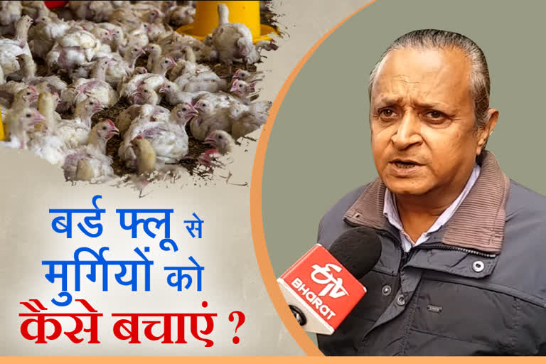 पोल्ट्री फार्म,  bird flu