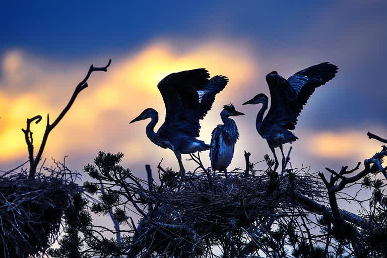 Migratory birds spotted at Chilika lake