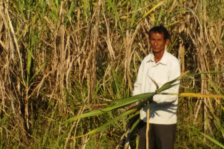 কৃষিমন্ত্ৰীৰ সমষ্টিতে অৱহেলিত কৃষক