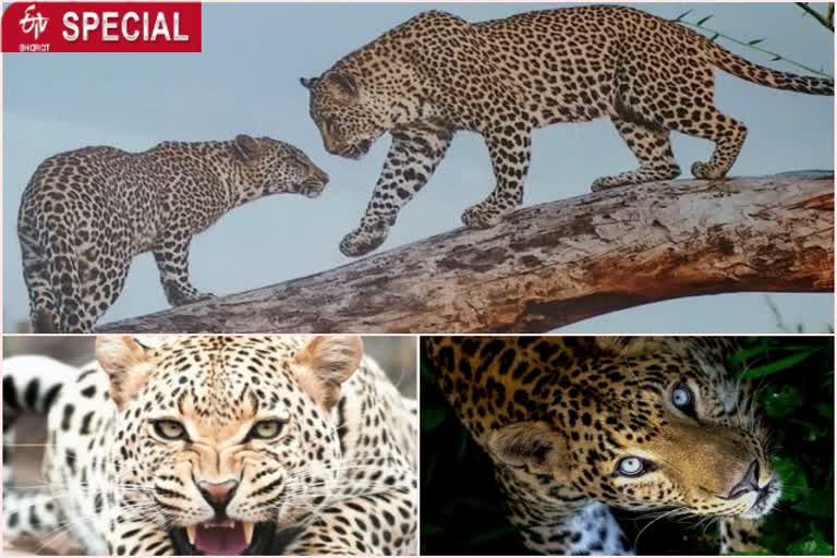 mp-also-tops-the-number-of-leopards-after-tiger