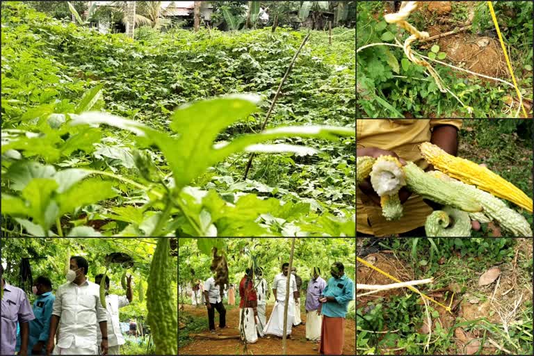 Anti-social elements destroyed bitter gourd farm  എറണാകുളം തൃക്കാരിയൂരിൽ സാമൂഹിക വിരുദ്ധർ പാവൽ കൃഷി നശിപ്പിച്ചിതായി പരാതി  bitter gourd farming  എറണാകുളം  എറണാകുളം വാർത്തകൾ  തൃക്കാരിയൂർ