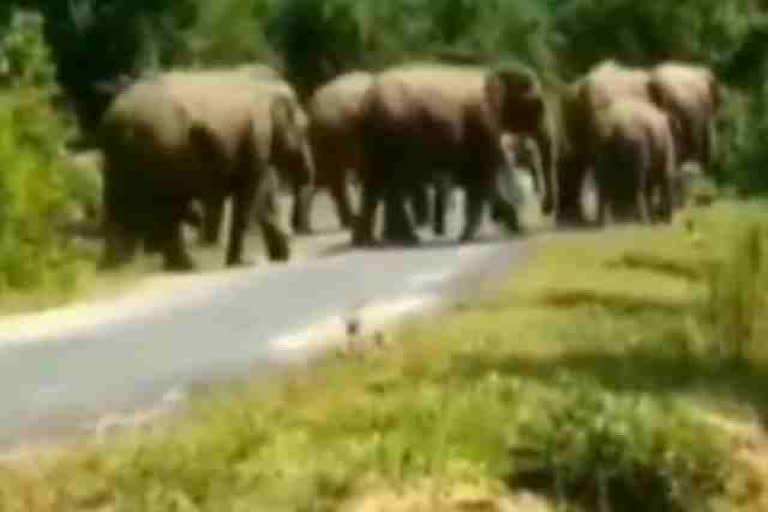 elephant-herd-damage-many-homes-in-chatra