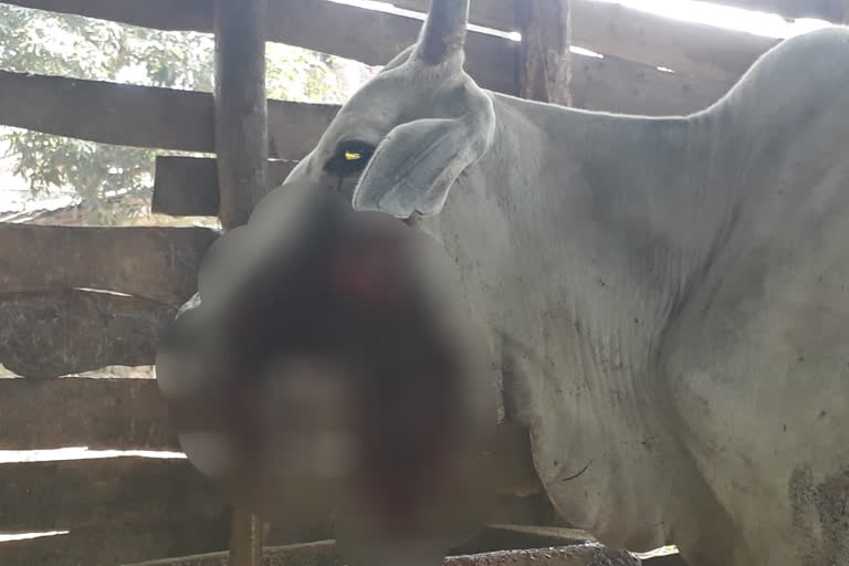 bomb blast in cow's mouth