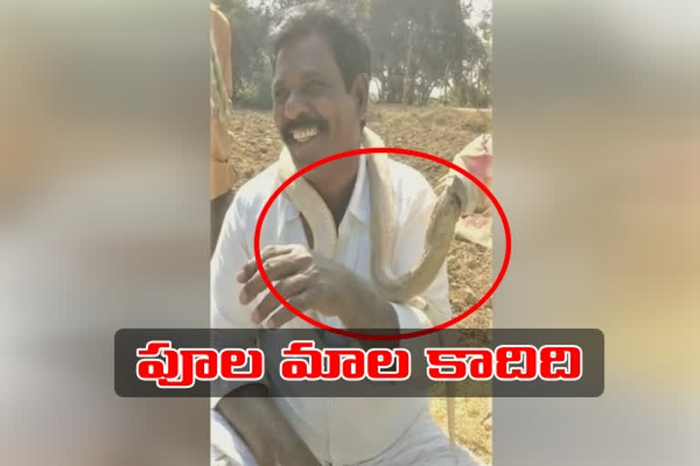 man caught snake and put around in his neck