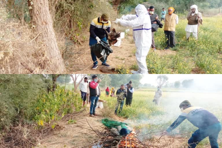 राजस्थान में बर्ड फ्लू, बर्ड फ्लू का कहर, दौसा में मोर की मौत, कमेड़ी पक्षी की मौत, dausa latest news, Dead bird  Peacock died in Dausa, Bird flu havoc