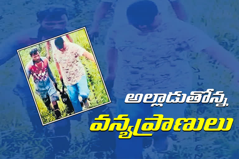 ప్రాణభయంతో వణుకుతోన్న వన్యప్రాణులు