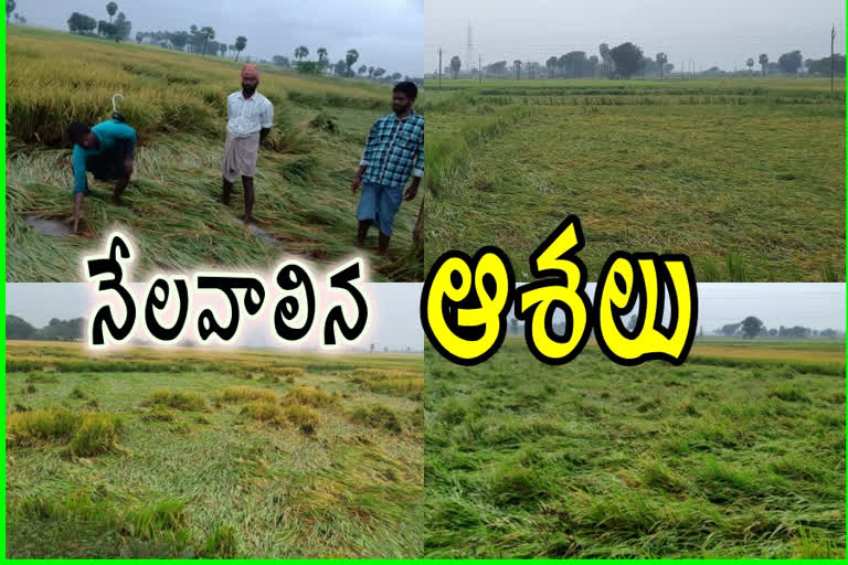 flood effect on paddy crop