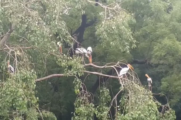 Zoo administration cautious about bird flu in Delhi