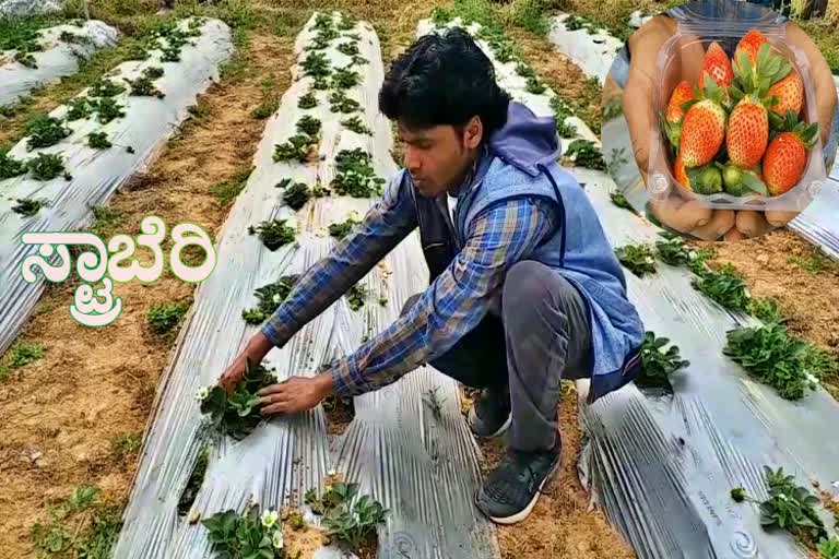 Great hope from strawberry cultivation