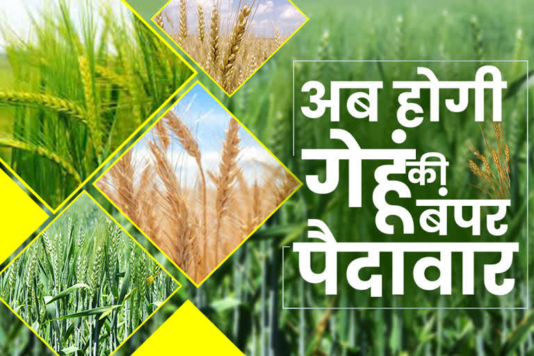 new varieties of wheat haryana