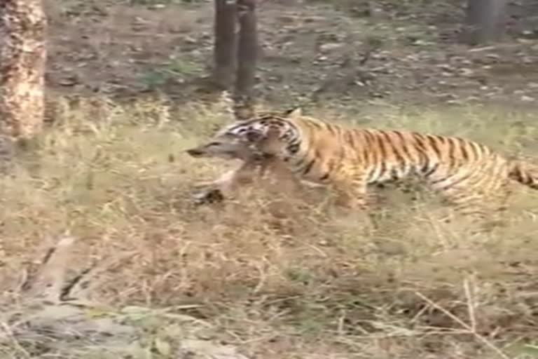 pench tigress news