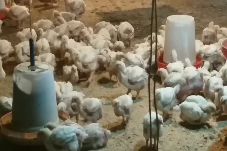 poultry farmers doiwala