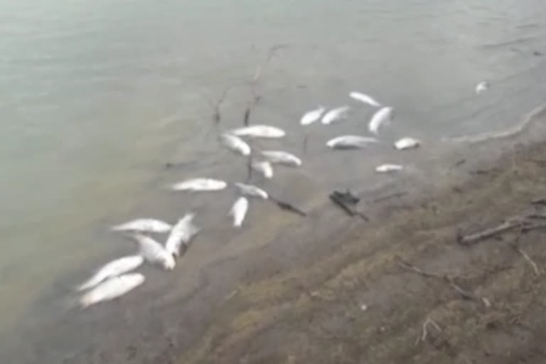 Millions of fish are poisoned by unknown persons in Chikkamagalore