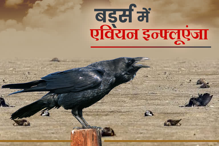 Crows die due to avian influenza in Rajasthan,  Avian influenza latest update,  Bird flu latest update,  Bird flu latest update rajasthan,  राजस्थान बर्ड फ्लू लेटेस्ट अपडेट राजस्थान, एवियन इन्फ्लूएंजा,  राजस्थान कौओं की मौत