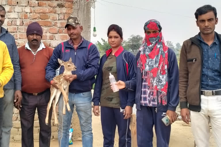 Deer found in village