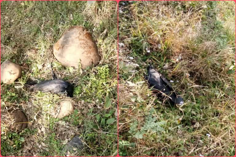 Dead birds found in Bilaspur, बिलासपुर में मृत पक्षी मिले