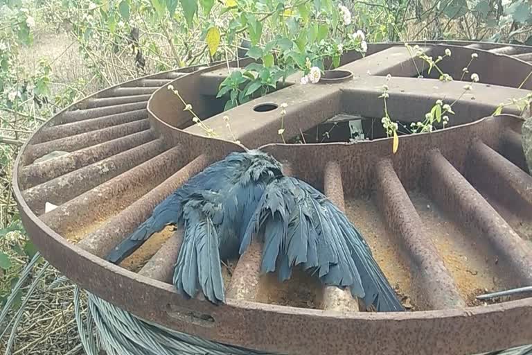 Crows found dead in Alot