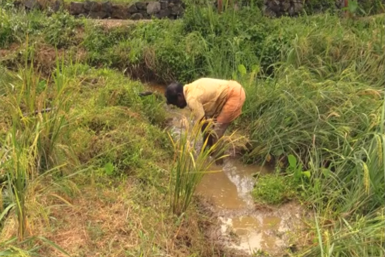 Paddy farmers in distress in Ikkaranad  Paddy farmers  Ikkaranad news  ഐക്കരനാട്  ഐക്കരനാട് വാര്‍ത്ത  ഐക്കരനാട്ടിലെ കര്‍ഷകര്‍  കര്‍ഷകര്‍ ദുരിതത്തില്‍