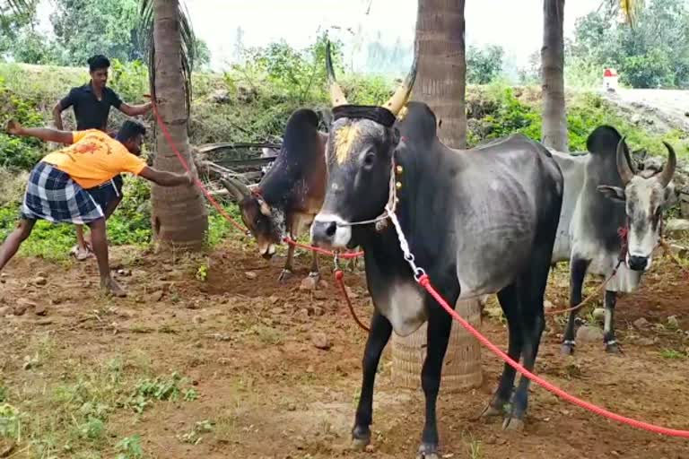 Jallikkattu Players and bulls registration