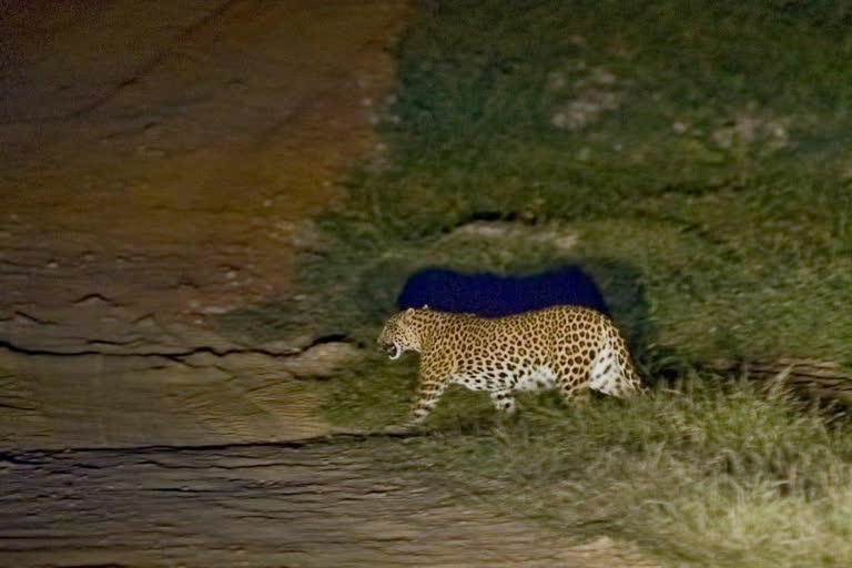 WATCH: Leopard strays into Karnataka hospital