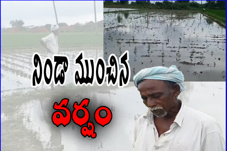 crops damage due to heavy rain in nellore