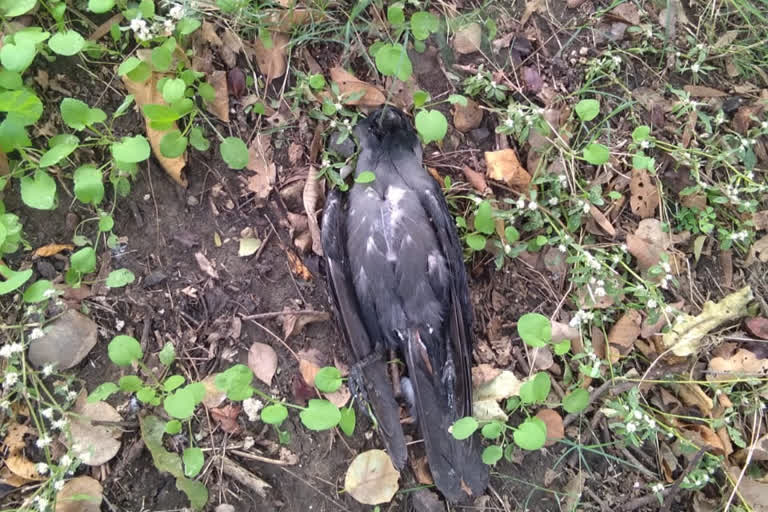 More than 30 crows died in guna.