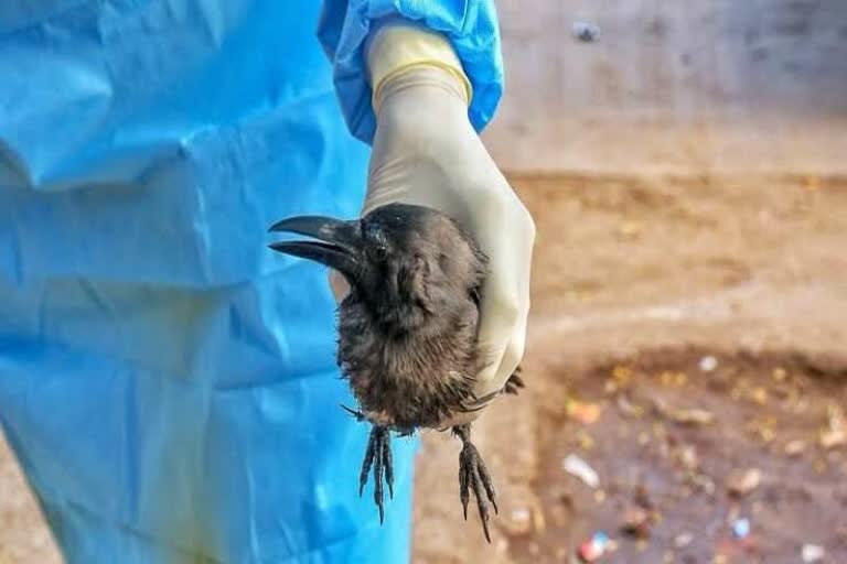 signs-of-bird-flu-in-balod-4-crows-died-suddenly