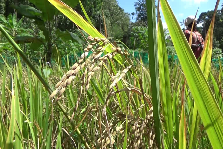 വേറിട്ട രീതിയിൽ നെൽകൃഷി  നെടുങ്കണ്ടം പട്ടം കോളനി  വേറിട്ട രീതിയിൽ നെൽകൃഷി നടത്തി നെടുങ്കണ്ടം പട്ടം കോളനി  paddy in pepper plantation  paddy