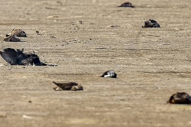 50 more crows found dead in Jodhpur