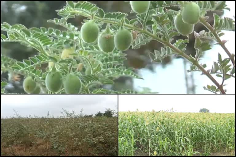 ಫಸಲಿಗೆ ಕೀಟಬಾಧೆ ಎದುರಾಗುವ ಭೀತಿಯಲ್ಲಿ ರೈತ