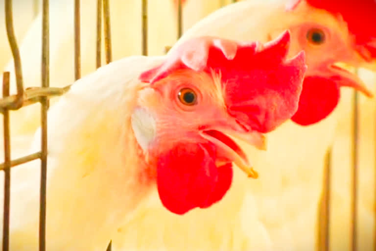 poultry and eggs business facing crisis