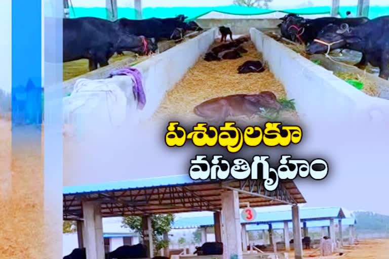 hostels for dairy cattle in siddipet district