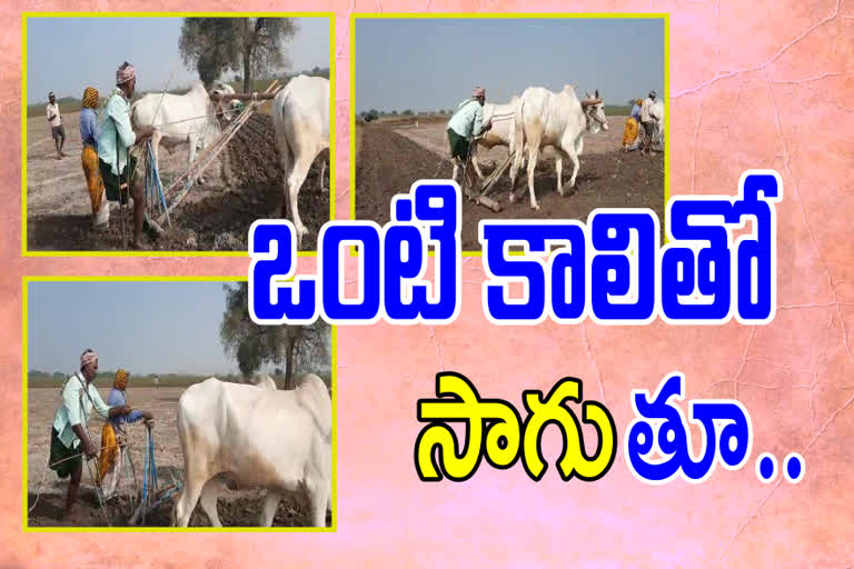 hanicapped person ploughing at prakasham district