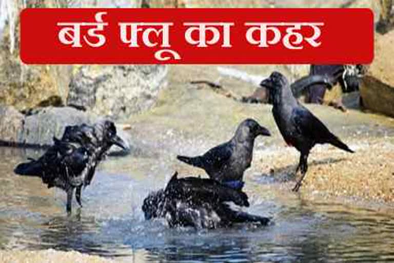 bird flu in Dholpur, bird flu in Rajasthan