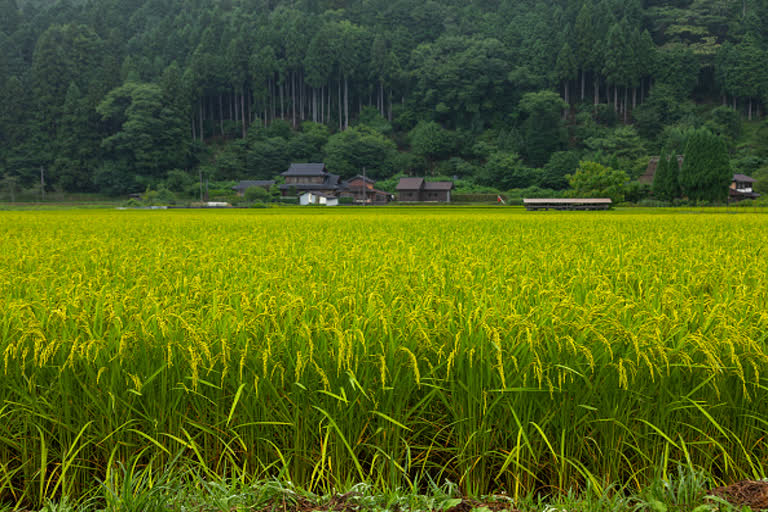 Govt procures 521.5 lakh tonnes of paddy at MSP