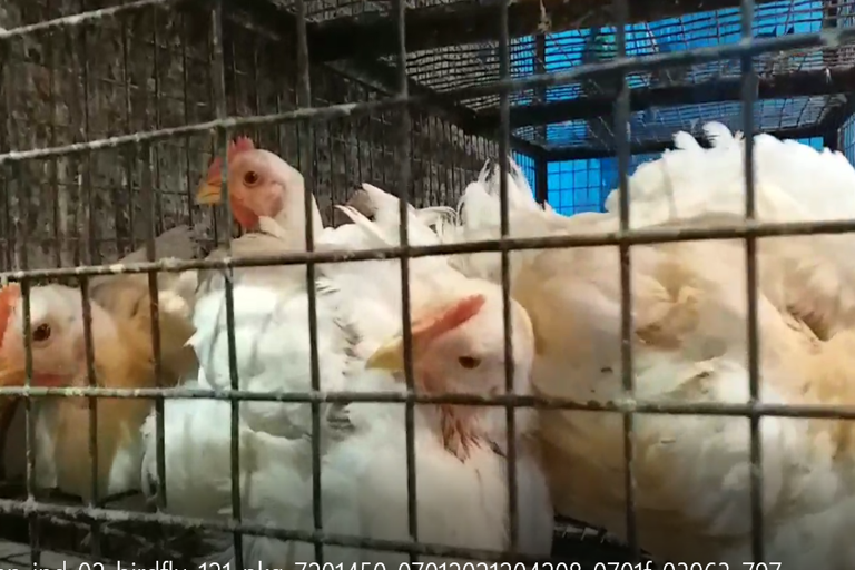 bird-flu-confirmed-in-chickens