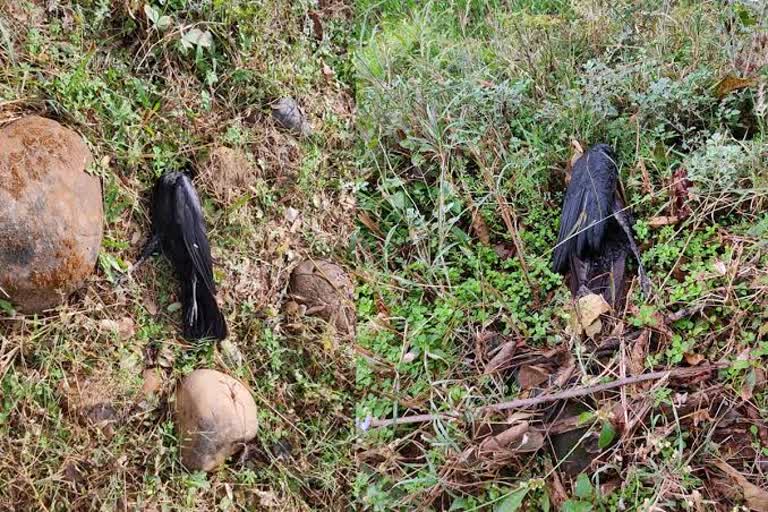 dead-crows-found-in-tau-devi-lal-bio-diversity-park-gurugram