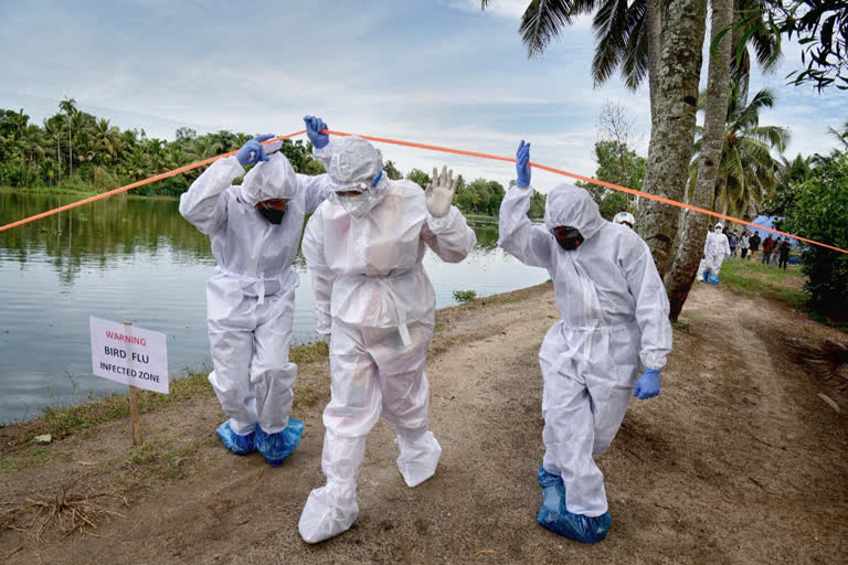 CENTRAL HEALTH TEAM  BIRD FLU AFFECTED PLACES  BIRD FLU  പക്ഷിപ്പനി  കേന്ദ്ര സംഘം രോഗ ബാധിത മേഖലകള്‍ സന്ദര്‍ശിച്ചു  രോഗ ബാധിത മേഖല