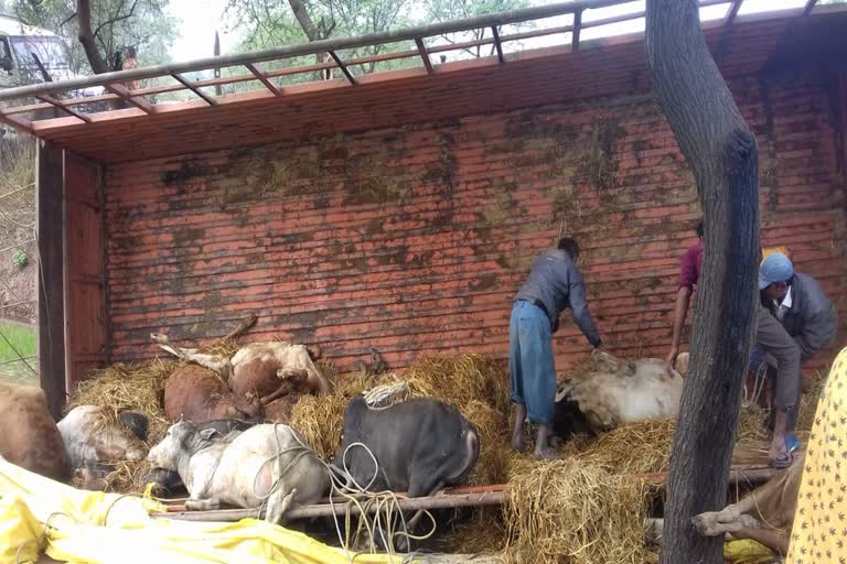 Truck full of cattle overturned