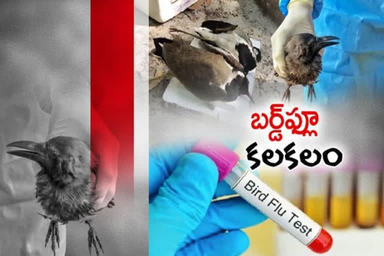 బర్డ్‌ఫ్లూ వ్యాప్తి నేపథ్యంలో నెహ్రూ జూపార్క్‌లో అప్రమత్తం