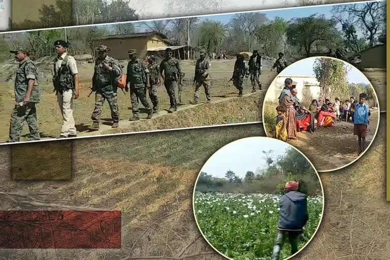 poppy crop in palamu