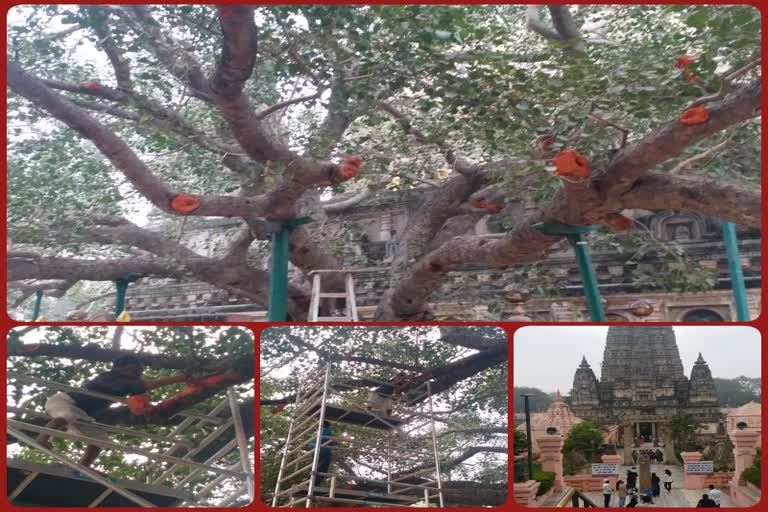 mahabodhi-tree