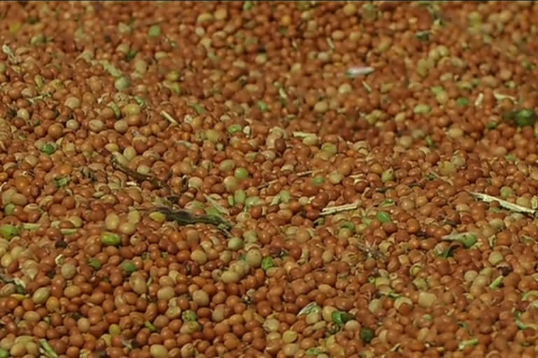 Pegeon Pea  Harvesting in Kalburgi