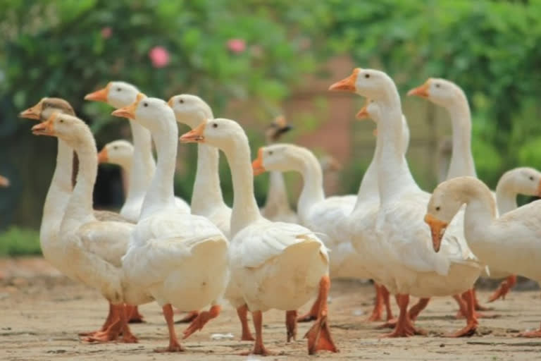 hisar bird flu case