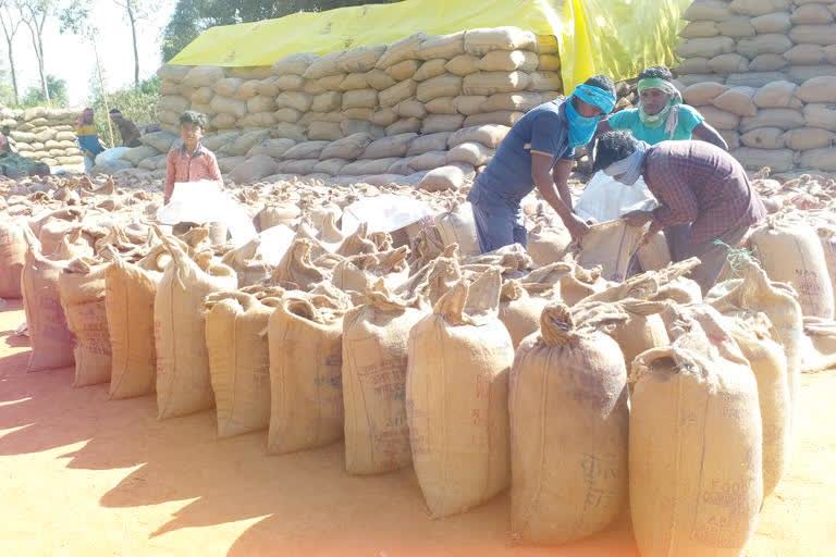 62-lakh-metric-tonnes-of-paddy-purchased-till-7-january-in-chhattisgarh