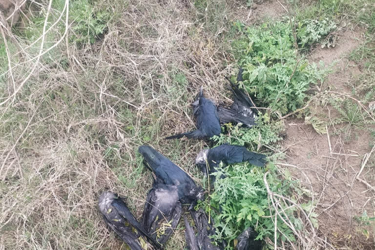 Bird Flu Fear Grips Gurugram As 5 Crows Found Dead In Park