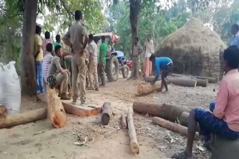 Lots of illegally cutting teak plants seized in Dhenkanal