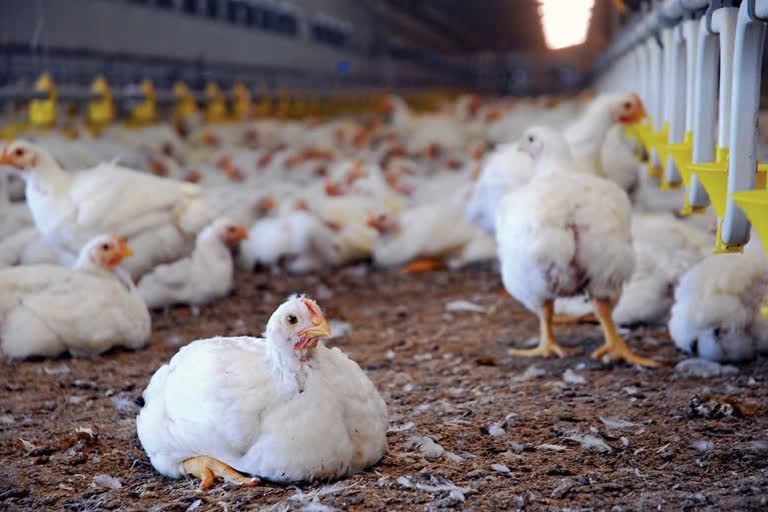 bird flu confirm in haryana two report positive